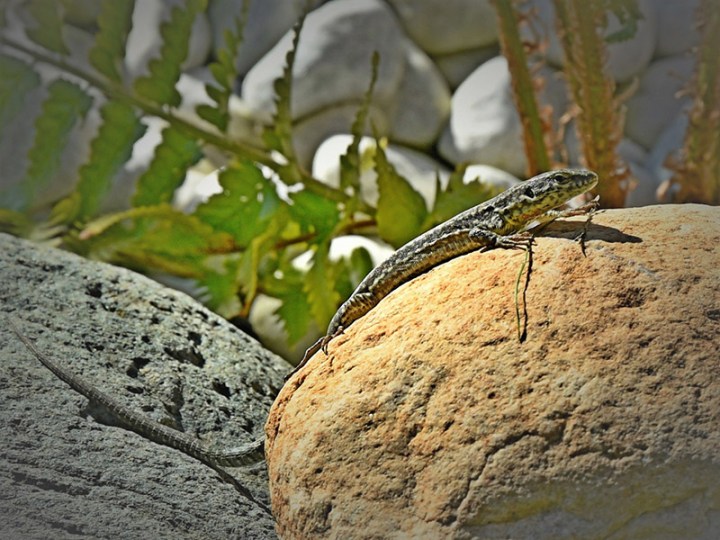 Giancarlo-Servino-01