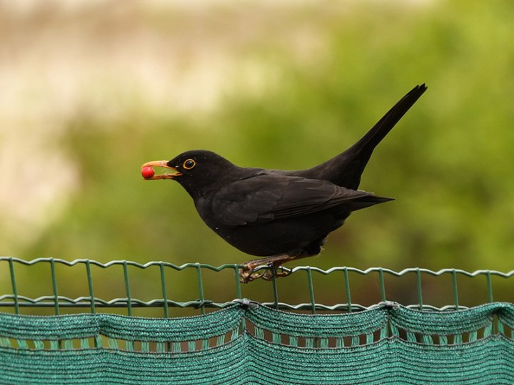 Giancarlo-Servino-03