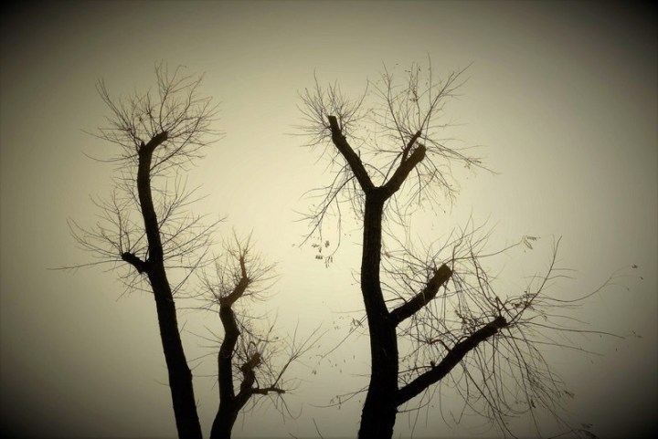 oggi-ci-isentiamo-quasi-rami-secchi--ma--risorgeremo.-.-.