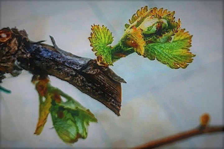 Risveglio-della-Natura-nel-mio-giardino