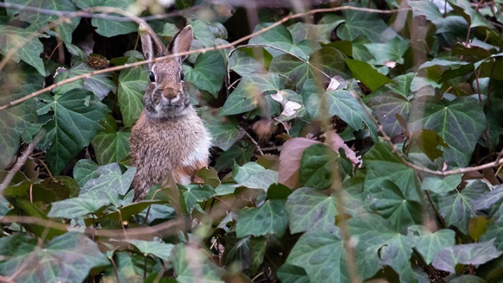 sergio-reggiani-foto1-quarantena