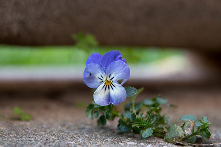 sergio-reggiani-foto3-quarantena